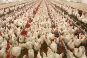 طرح کاهش وزن کشتار مرغ 