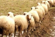 برای خرید گوسفند عید قربان عجله نکنید