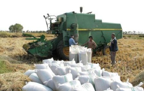 حمایت وزارت جهاد از برنج‌کاران فقط روی کاغذ است