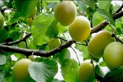 کاهش ۵۰ درصدی قیمت زردآلو تا خرداد