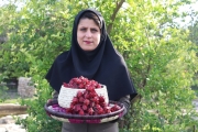 برداشت چای ترش توسط بانوی کارآفرین در دشتستان برای نخستین بار