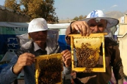 کام زنبورداران کردستانی شیرین ‌تر می‌ شود