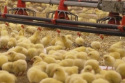 از سوختن مرغداری کوچک تا تبدیل به زنجیره بزرگ تولید در صنعت مرغ + گزارش تصویری