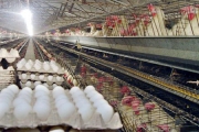 صادرات ۷۰ هزارتن تخم مرغ ایرانی
